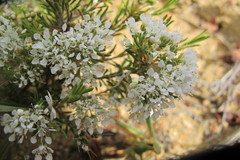 Agathosma giftbergensis