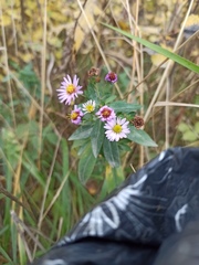 Symphyotrichum novi-belgii