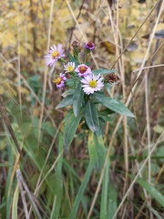 Symphyotrichum novi-belgii