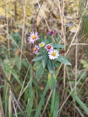 Symphyotrichum novi-belgii