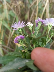 Symphyotrichum novi-belgii