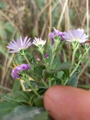 Symphyotrichum novi-belgii
