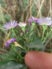 Symphyotrichum novi-belgii