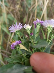 Symphyotrichum novi-belgii