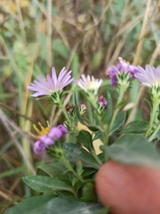 Symphyotrichum novi-belgii