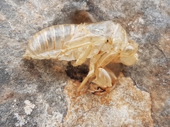 Cicada cretensis