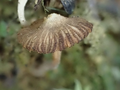 Inocybe aureostipes