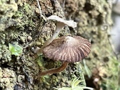 Inocybe aureostipes