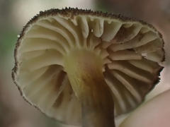 Inocybe aureostipes