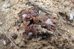 Anacampseros retusa