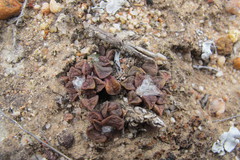 Anacampseros retusa