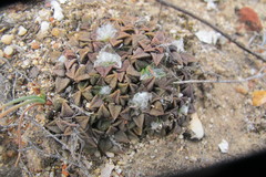 Anacampseros retusa