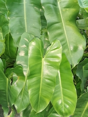 Philodendron burle-marxii