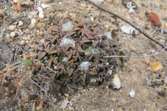 Anacampseros retusa