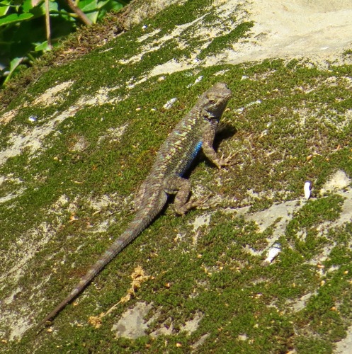 iNaturalist observation photo of Western Fence Lizard