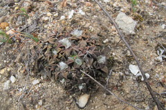 Anacampseros retusa