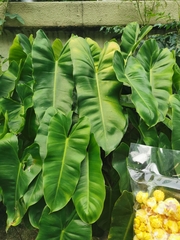 Philodendron burle-marxii