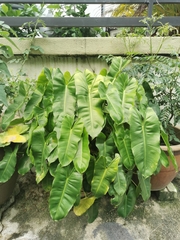 Philodendron burle-marxii