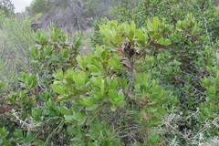 Hyaenanche globosa