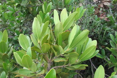 Hyaenanche globosa