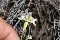 Disperis circumflexa aemula