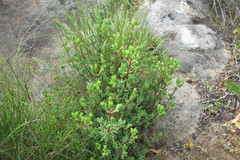 Lampranthus dregeanus
