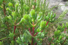 Lampranthus dregeanus