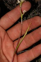 Disperis circumflexa aemula