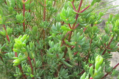 Lampranthus dregeanus