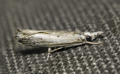 Culladia inconspicuella