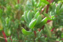 Lampranthus dregeanus