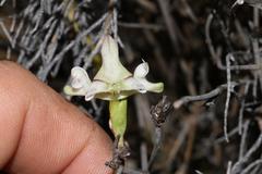 Disperis circumflexa aemula