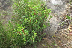 Lampranthus dregeanus