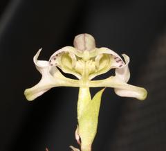 Disperis circumflexa aemula