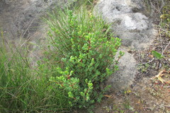 Lampranthus dregeanus