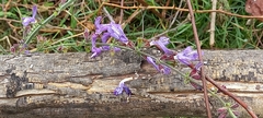 Salvia forskaehlei