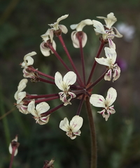 Pelargonium triste