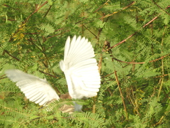 Ardeola grayii