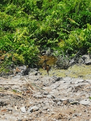 Varanus salvator macromaculatus