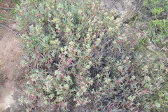 Scopelogena bruynsii