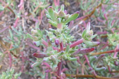 Scopelogena bruynsii