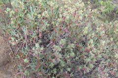 Scopelogena bruynsii