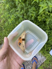 Automeris liberia