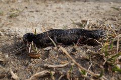 Triturus dobrogicus