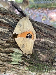 Automeris liberia