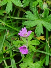 Geranium