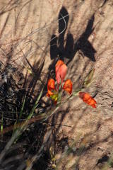 Gladiolus speciosus