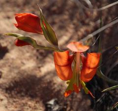 Gladiolus speciosus