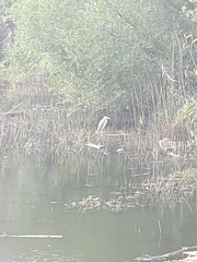 Ardea cinerea