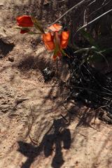 Gladiolus speciosus